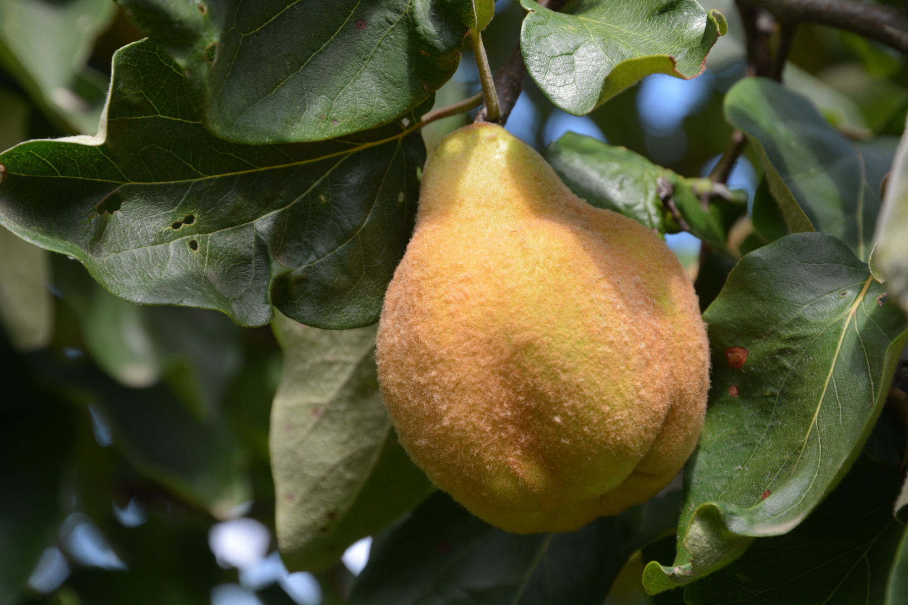 Quitte - Frucht.jpg © LK Steiermark