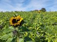 Zwischenfrucht © BWSB/Wallner
