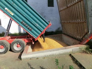 Bild 5_Mais abkippen.jpg © BSH/Strasser Bild 5_Mais abkippen.jpg © BSH/Strasser