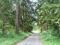 Wald © LK Vbg.