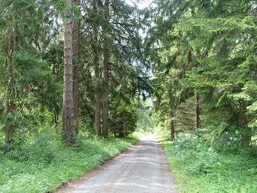Wald.jpg © LK Vbg.