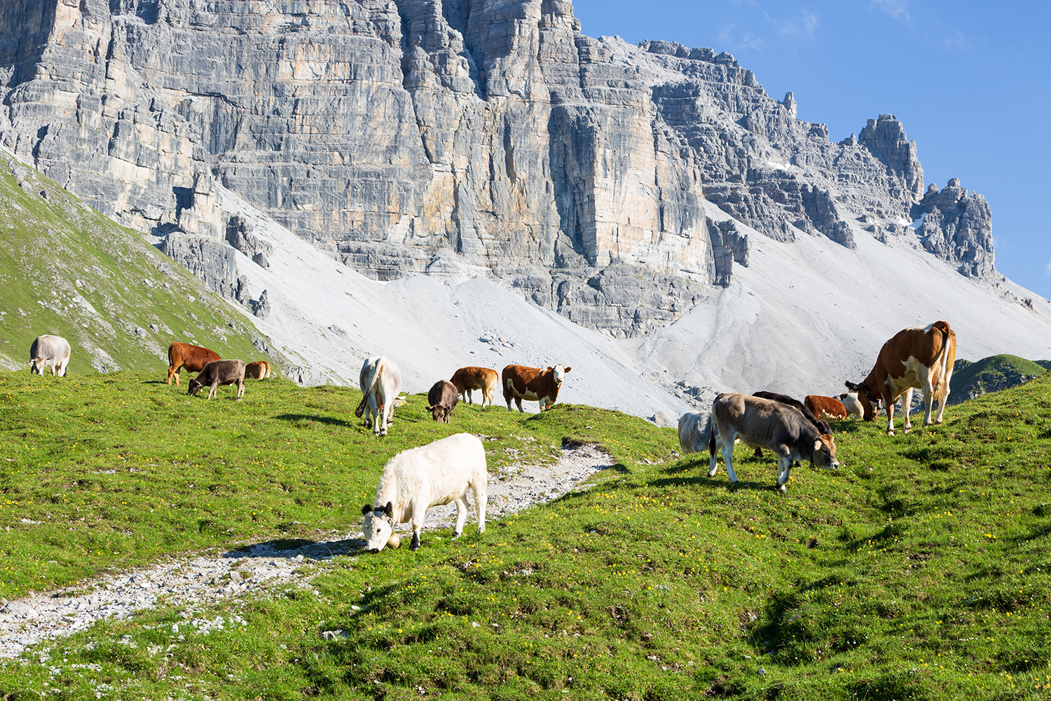 Kühe auf der Almweide in Tirol © Michaela Kölle