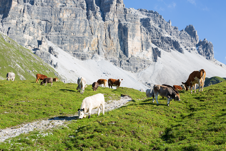 Kühe auf der Almweide in Tirol © Michaela Kölle