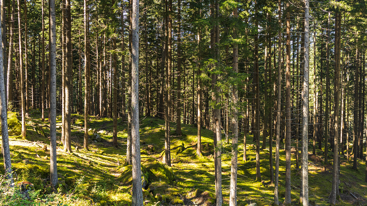 Fichtenwald am Patscherkofel im Sonnenlicht © Michaela Kölle