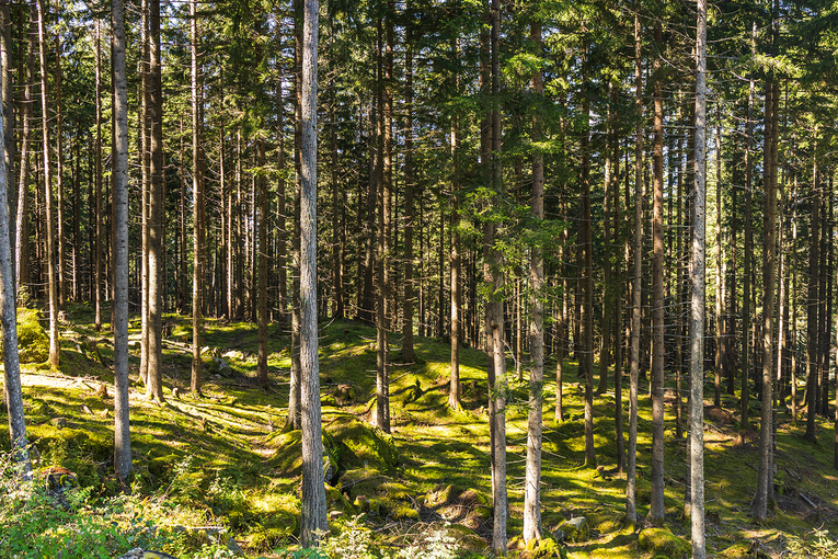 Fichtenwald am Patscherkofel im Sonnenlicht © Michaela Kölle