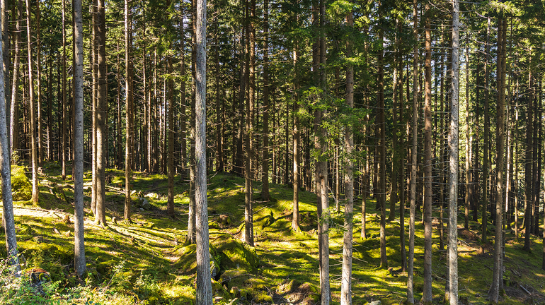 Fichtenwald am Patscherkofel im Sonnenlicht © Michaela Kölle