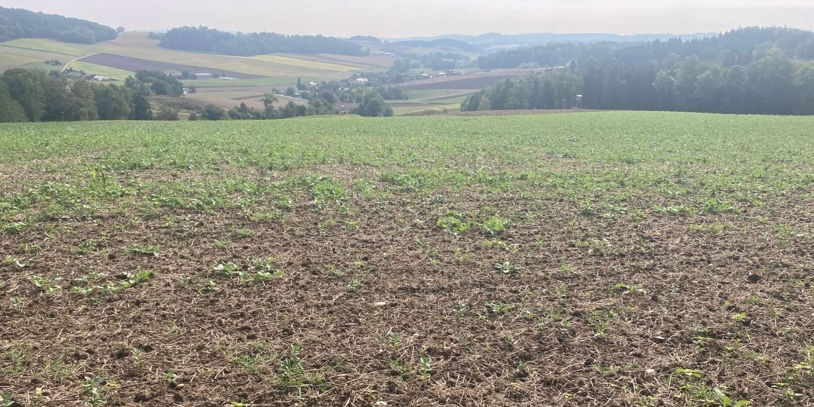 Scheibenegge + schlechter Aufgang ZWF.jpg © LK OÖ/Mandl