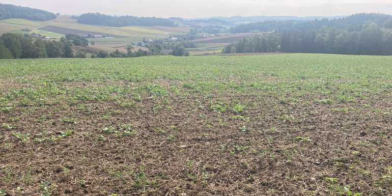 Scheibenegge + schlechter Aufgang ZWF.jpg © LK OÖ/Mandl