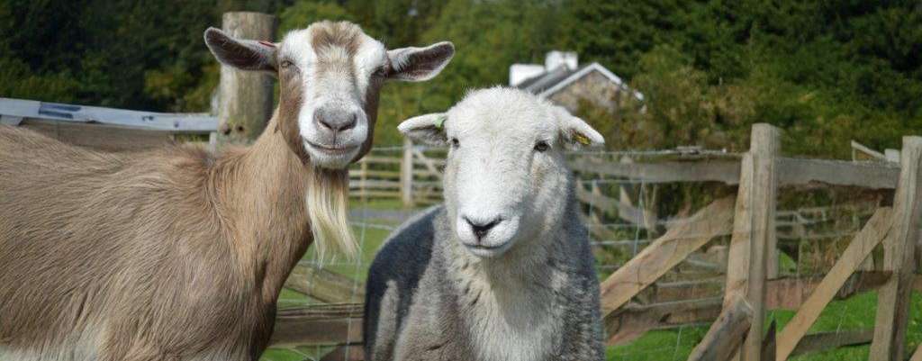 Ziege und Schaf.jpg © Dan/stock.adobe.com Ziege und Schaf.jpg © Dan/stock.adobe.com