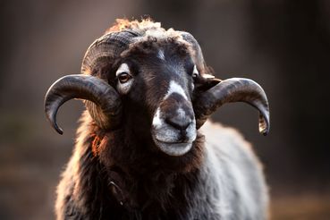 Krainer Steinschaf.jpg © Eva Frischling