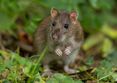 Ratte © pixabay
