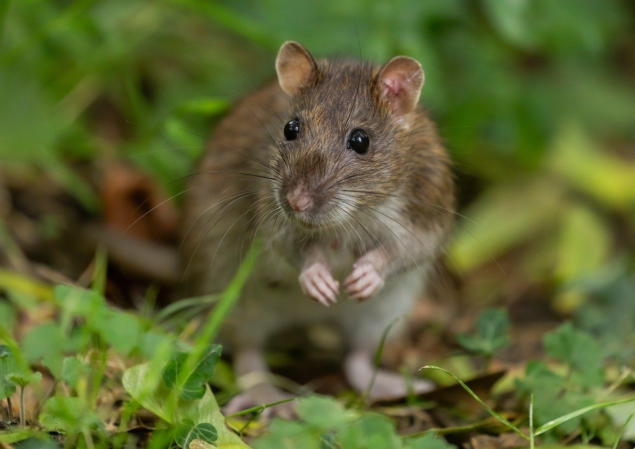 Ratte.jpg © pixabay