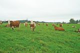 Familienbetrieb vereint Milchwirtschaft und Vermietung.jpg © Etter