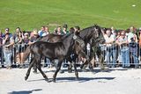 Norikerfohlen gut nachgefragt.jpg © Rossinger