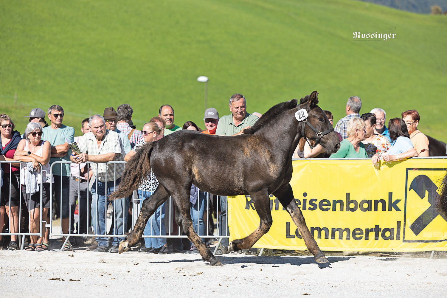 Norikerfohlen gut nachgefragt.jpg © Rossinger