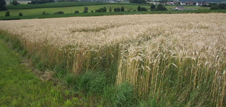 Triticale-Direktsaat.jpg © BWSB/Hölzl