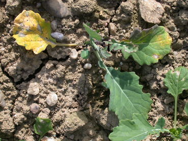 Raps-Phoma-Befallsbeginn.jpg © LK OÖ/Köppl