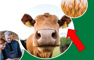 kuh links.jpg © Archiv