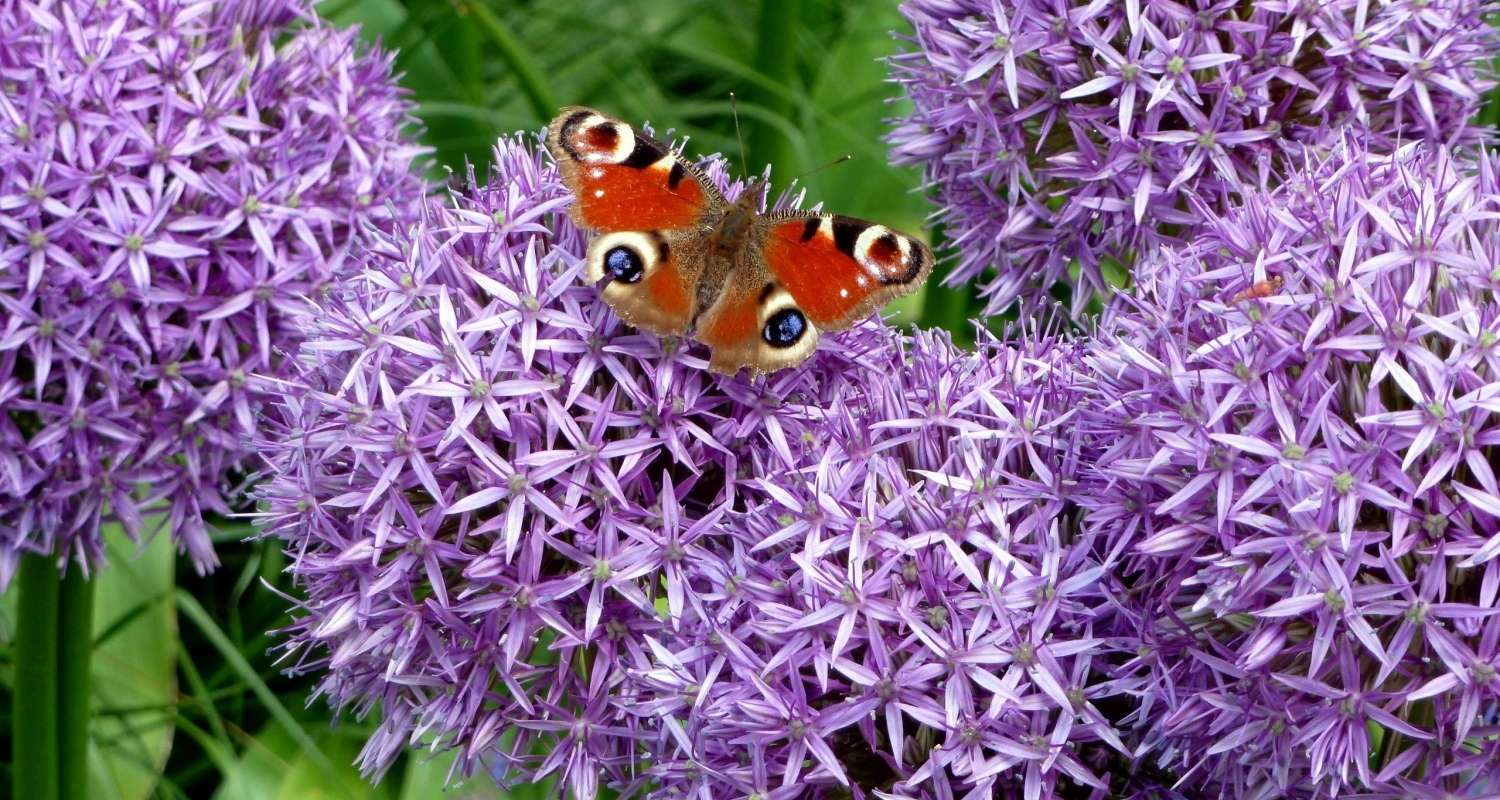 Foto Riesenlauch.jpg © Stumvoll/LK OÖ Foto Riesenlauch.jpg © Stumvoll/LK OÖ