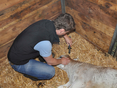 Enthornung Kalb 1_┬® Tiroler TGD Kopie © Tiergesundheitsdienst