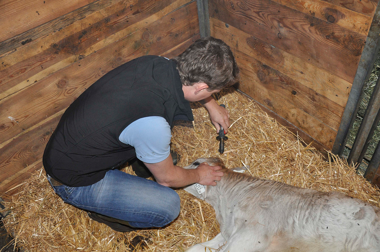 Horn entfernung bei Kälbern © Tiergesundheitsdienst