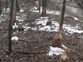 Biberschaden an mehreren Bäumen im Winter © LK OÖ