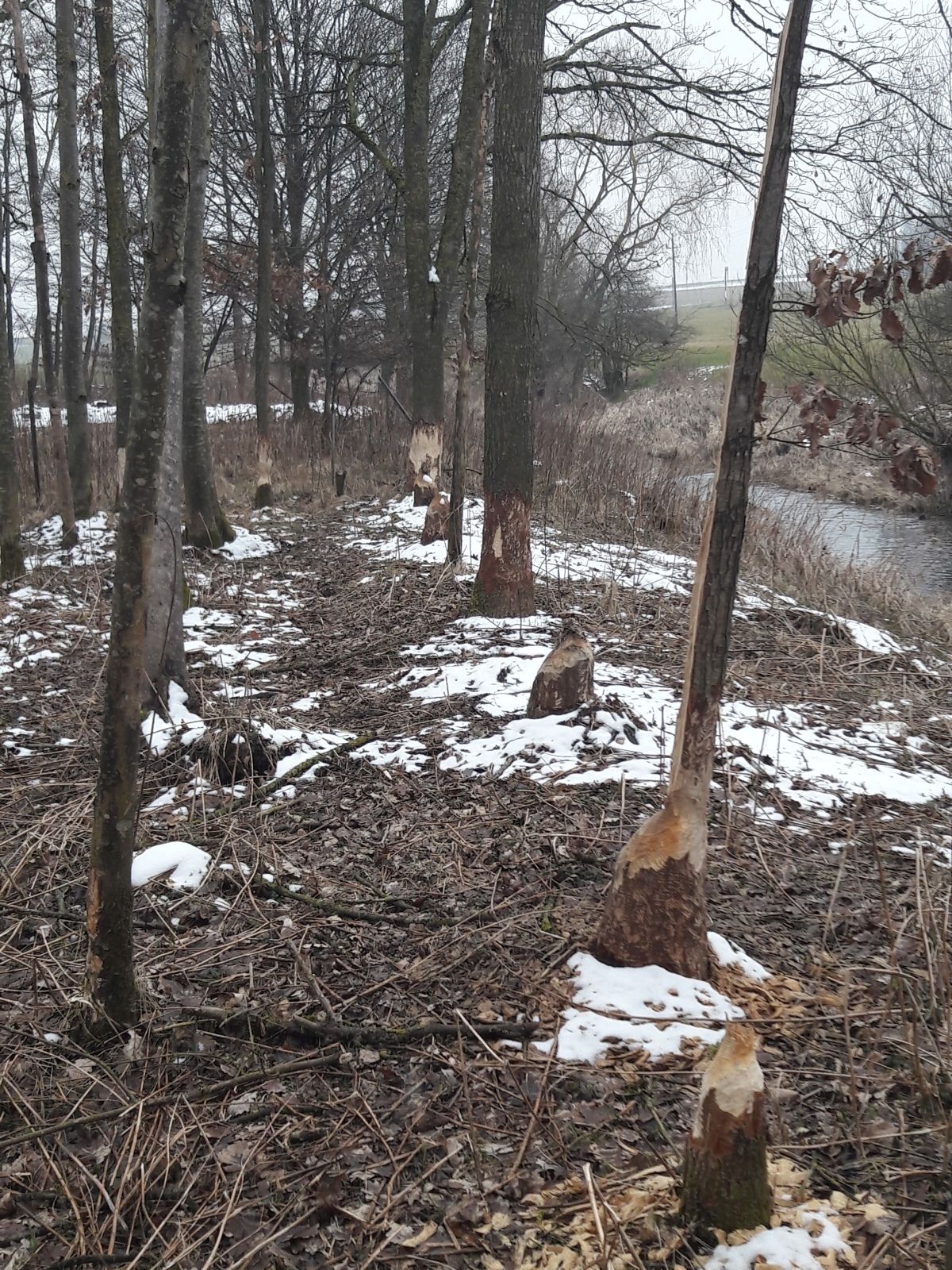 Biberschaden an mehreren Bäumen im Winter.jpg © LK OÖ