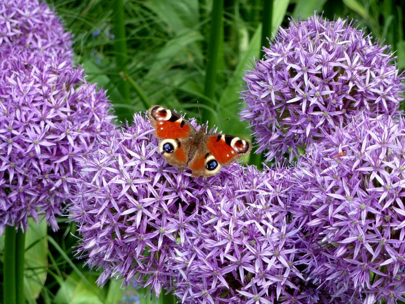 Gartentipp_Foto_Riesenlauch.jpg © LK OÖ/Stumvoll Gartentipp_Foto_Riesenlauch.jpg © LK OÖ/Stumvoll