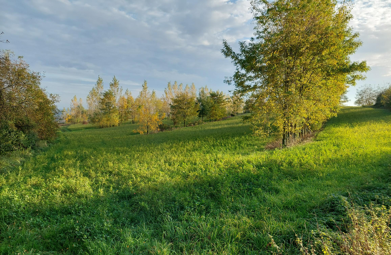 Agroforst_Leonding_3_tw.png © BWSB/Wallner