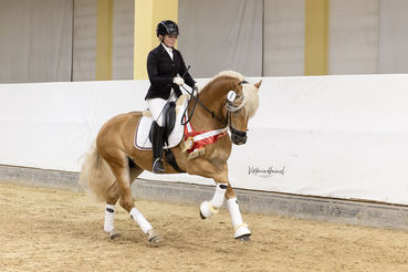 Waidblick n. Walescano – Bundessieger dreijährige Reitpferde, B. Janine Silvia Grafenauer, Bad Bleiberg (Viktoria Hainzl).jpg © Viktoria Hainzl