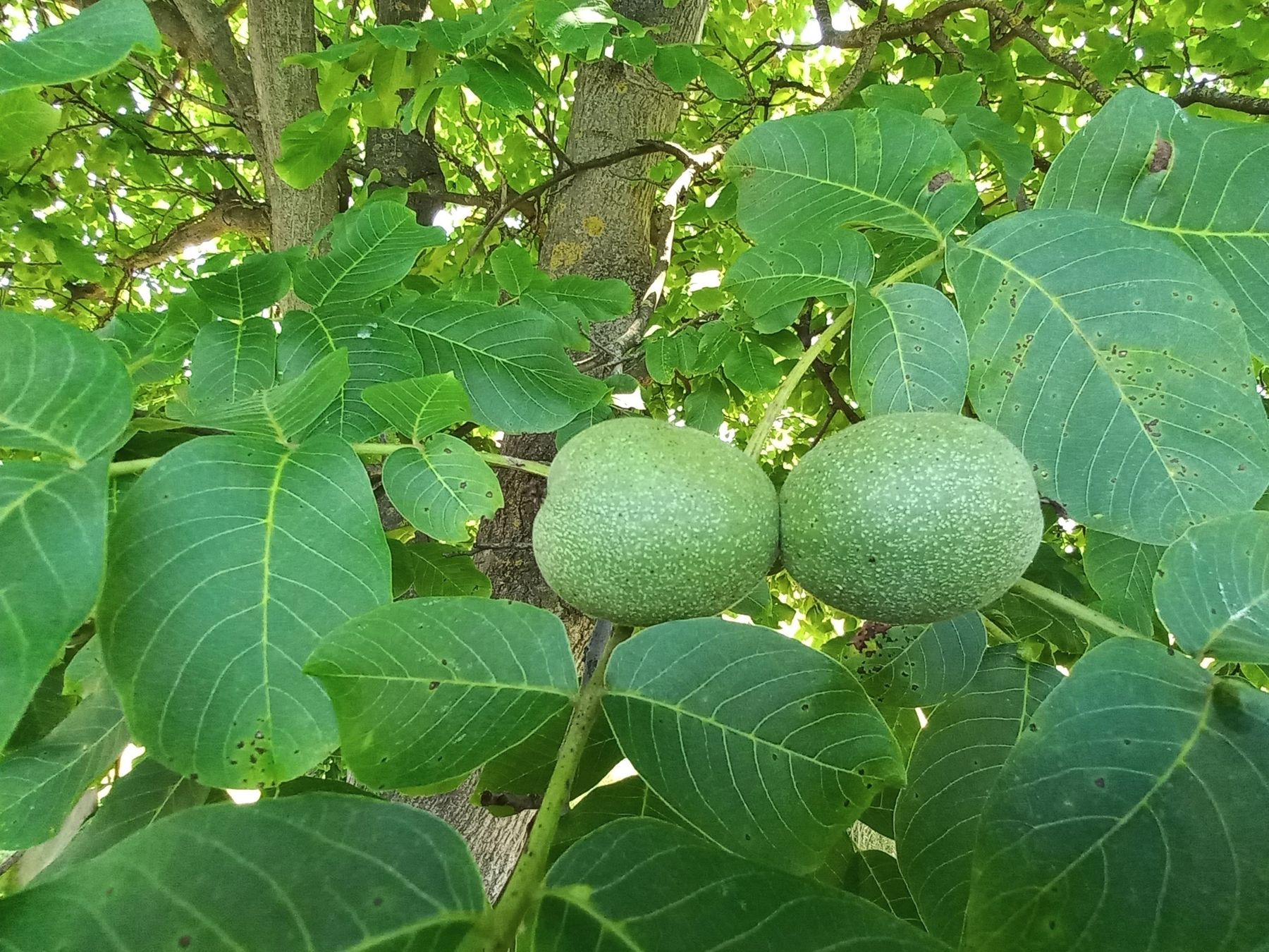 Walnüsse am Baum.jpg © LK Steiermark
