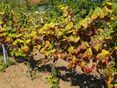 Goldgelbe Vergilbung © LK Burgenland/Daniel Pachinger