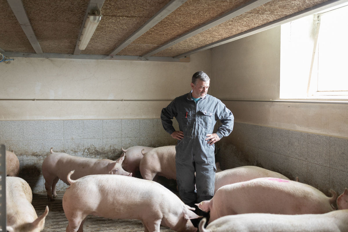Mastschweine beobachten.jpg © VLV