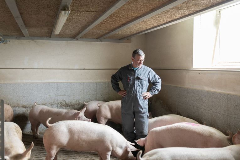 Mastschweine beobachten.jpg © VLV Mastschweine beobachten.jpg © VLV