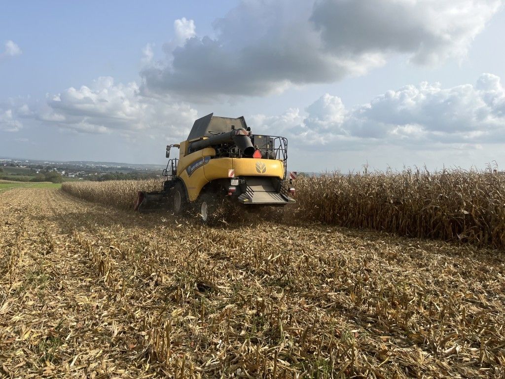 Maisernte Wilhering LK OÖ_klein.jpg © Landwirtschaftskammer OÖ