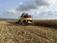 Maisernte Wilhering LK OÖ_klein © Landwirtschaftskammer OÖ