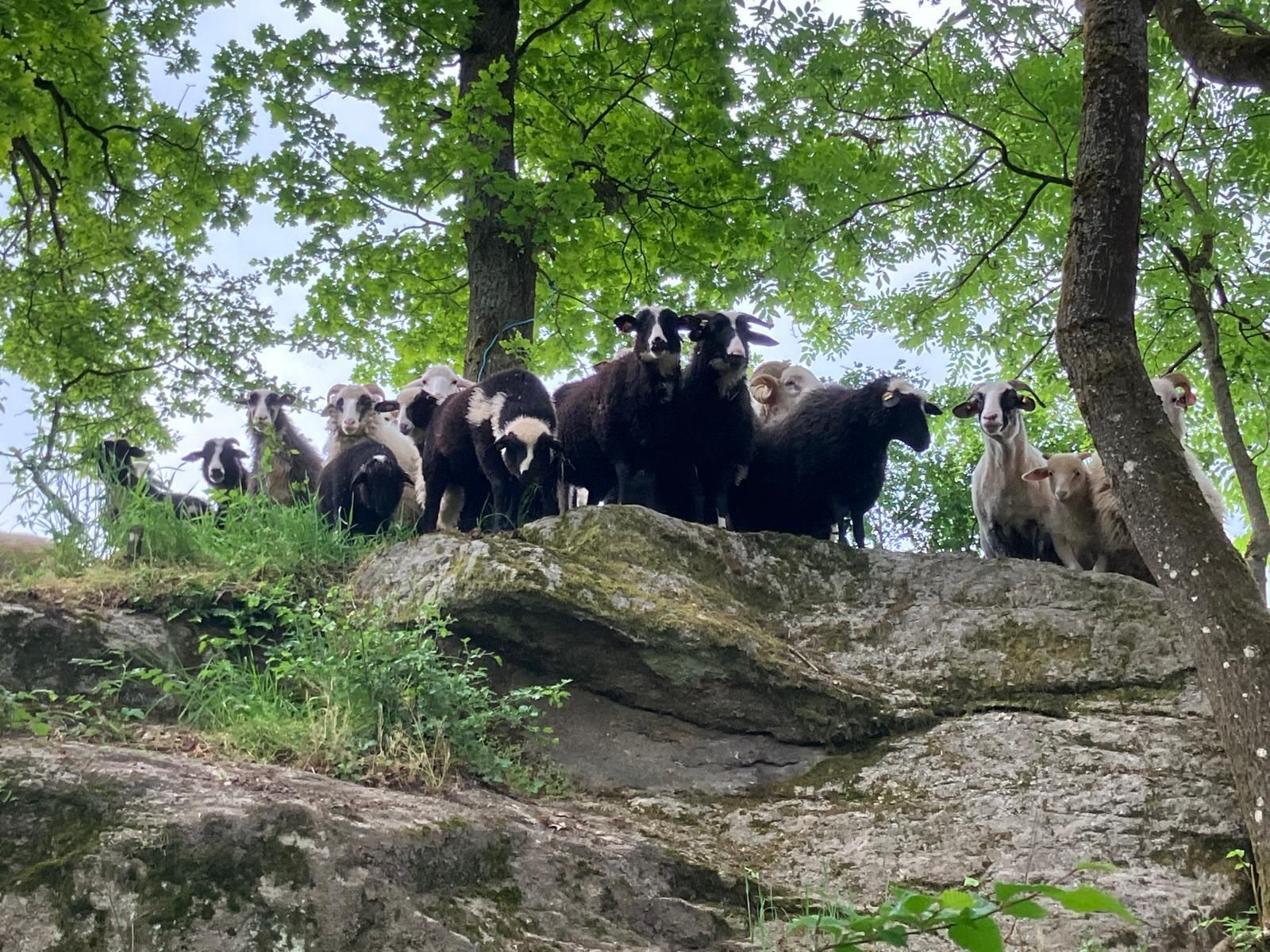 Waldschafe_Steininger.jpg © Steininger Christian