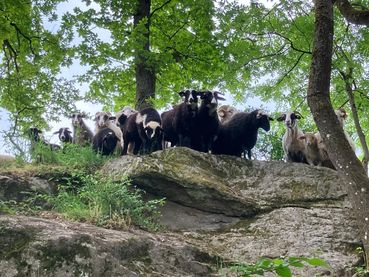 Waldschafe_Steininger.jpg © Steininger Christian