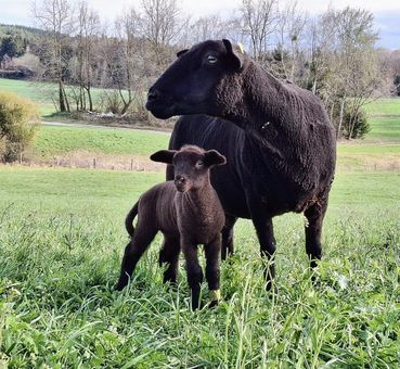 Jura_Walch.jpg © Walch Ernestine Jura_Walch.jpg © Walch Ernestine
