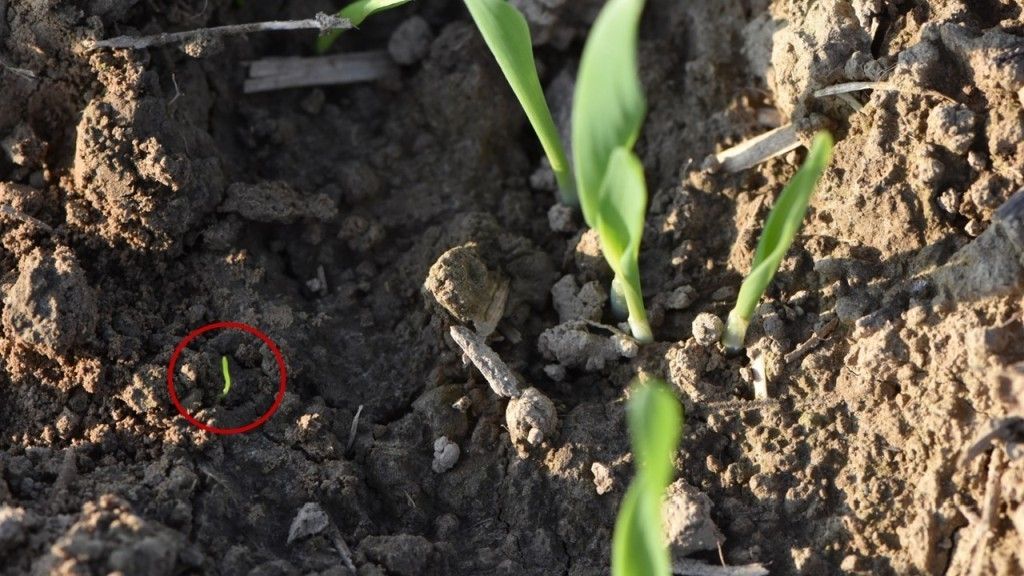 letztmöglicher Problemgräserbekämpfungstermin bei spitzendem Gras.jpg © LK OÖ/Köppl