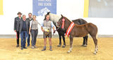 Salzburgs Noriker beweisen sich beim Bundeschampionat.jpg © Viktoria Hainzl