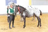 Salzburgs Noriker beweisen sich beim Bundeschampionat.jpg © Viktoria Hainzl