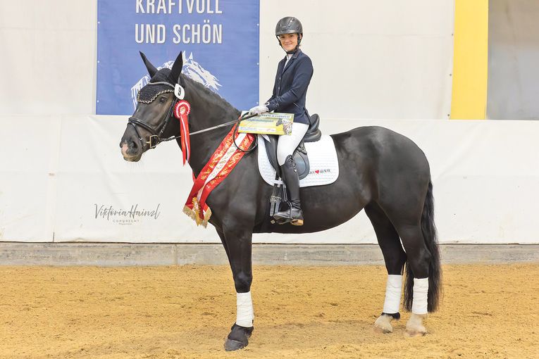 Salzburgs Noriker beweisen sich beim Bundeschampionat.jpg © Viktoria Hainzl