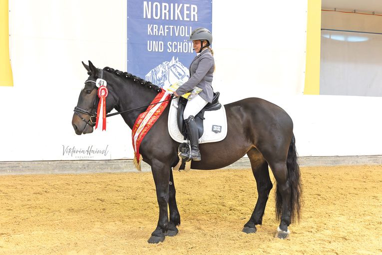 Salzburgs Noriker beweisen sich beim Bundeschampionat.jpg © Viktoria Hainzl