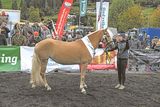 Pongauer Haflinger beeindrucken in Großarl.jpg © Privat