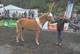 Pongauer Haflinger beeindrucken in Großarl.jpg © Privat