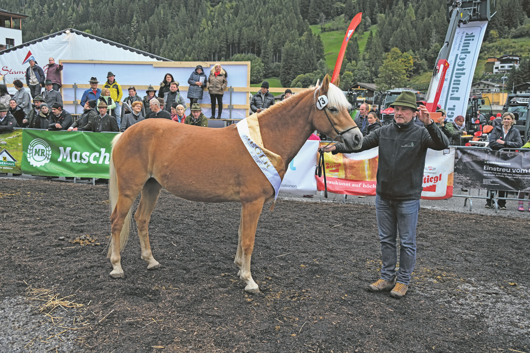 Pongauer Haflinger beeindrucken in Großarl.jpg © Privat