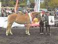 Pongauer Haflinger beeindrucken in Großarl © Privat