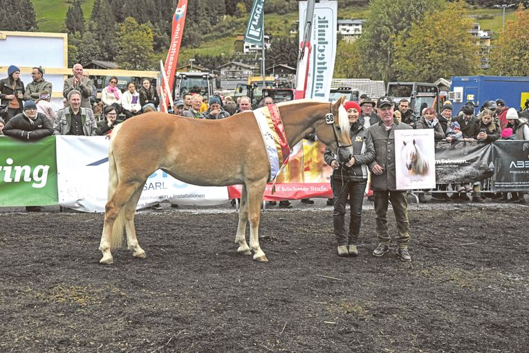 Pongauer Haflinger beeindrucken in Großarl.jpg © Privat