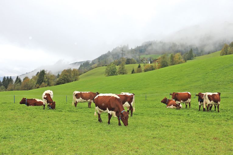 Wagrains Pinzgauerzucht hat Anziehungskraft.jpg © Sendlhofer